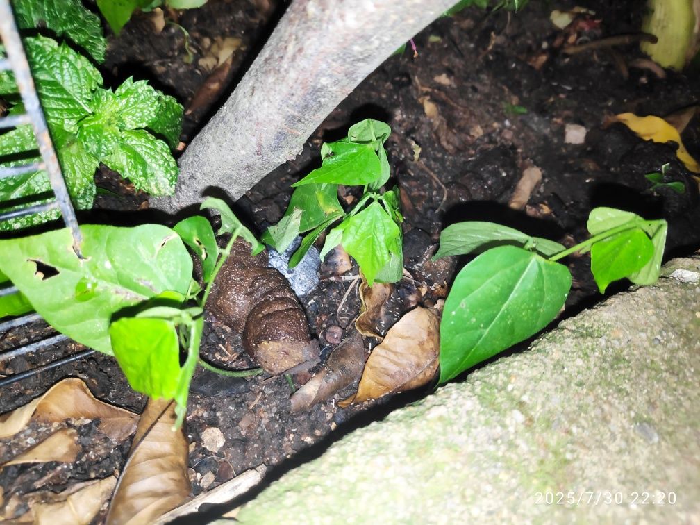 Planta já germinada de Vigna Caracala