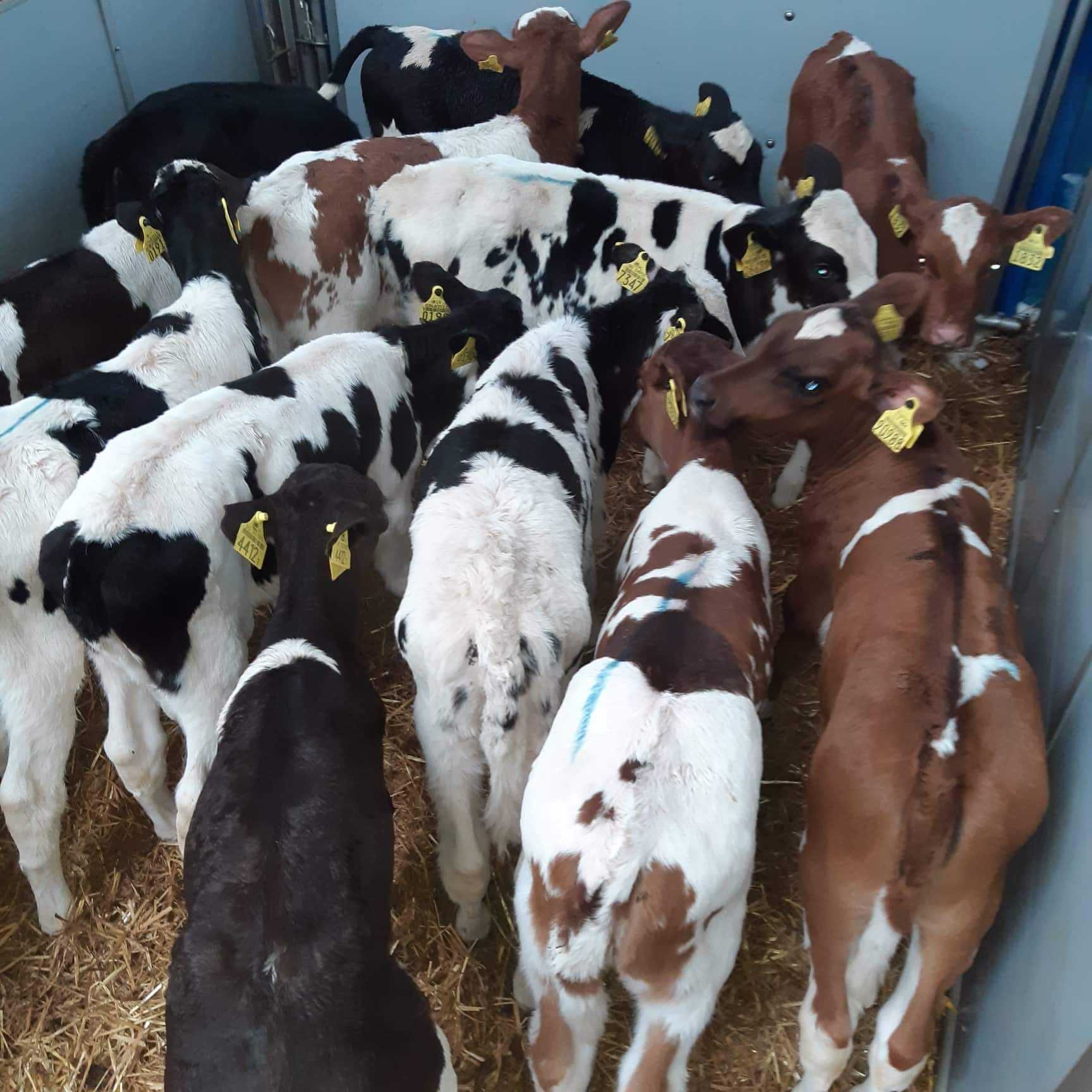 Jałówki mleczne HF,RW na krowy, Jałówki MM, Byczki Mięsne