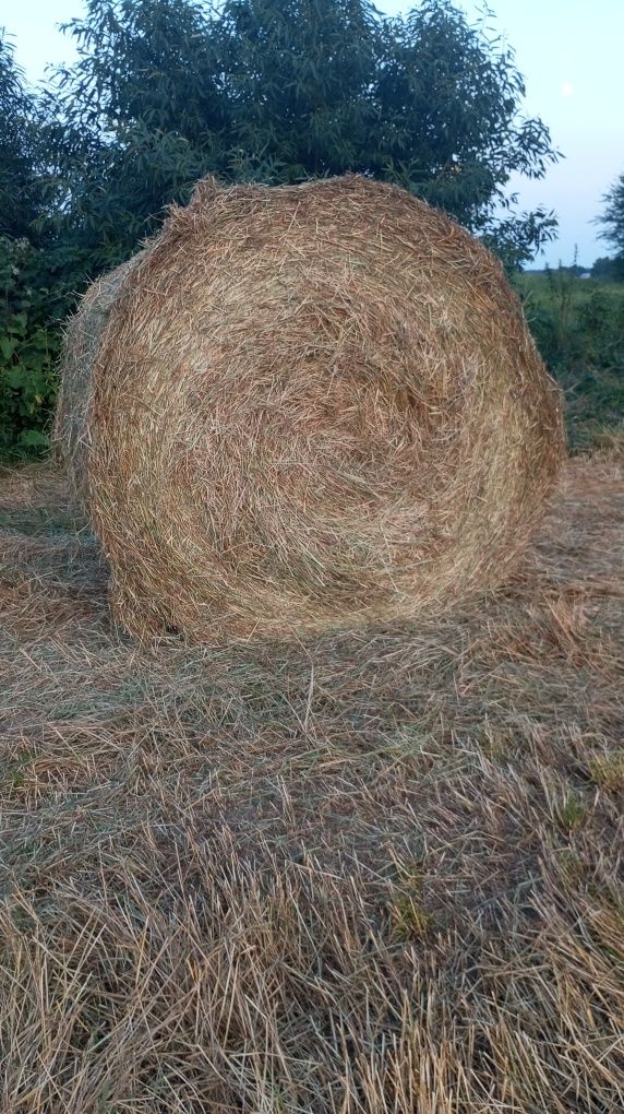 Продам  сіно тюками