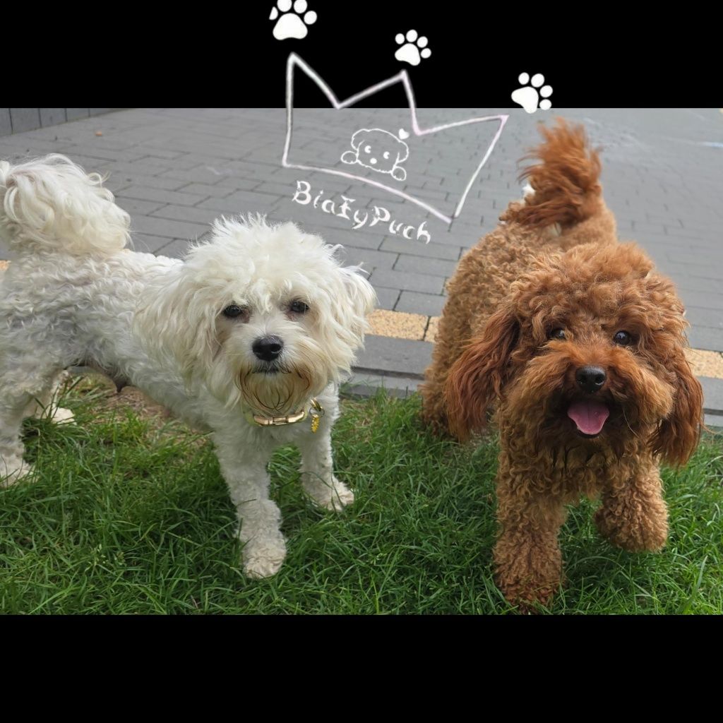 Pudel toy bichpoo suczka maltipoo badania paszport wyprawka