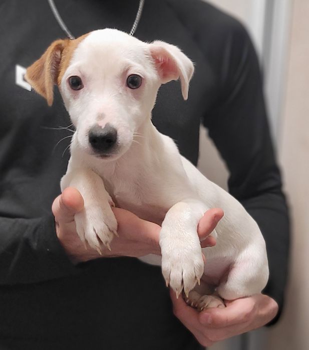 Jack Russell Terrier Piękny Szczeniak Zaprasza