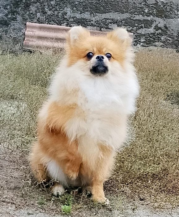 Померанский шпиц