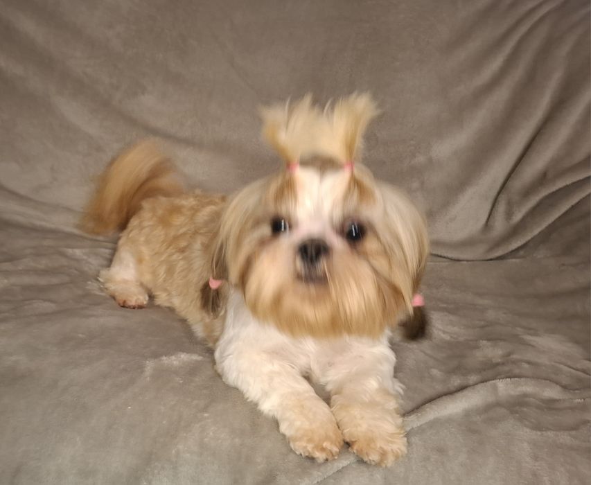 Shih-tzu Suczka dorosła