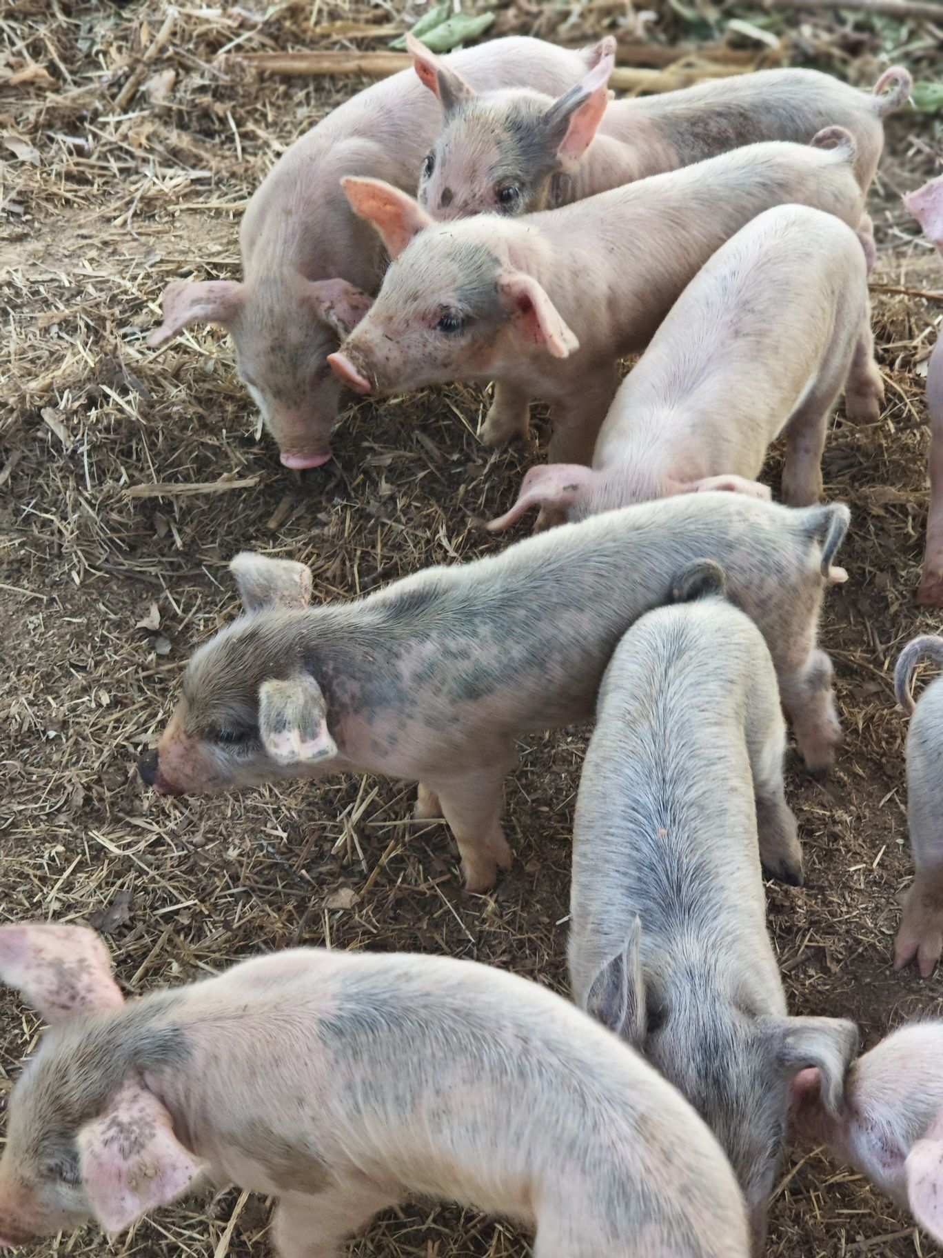 Leitões perto de Tomar