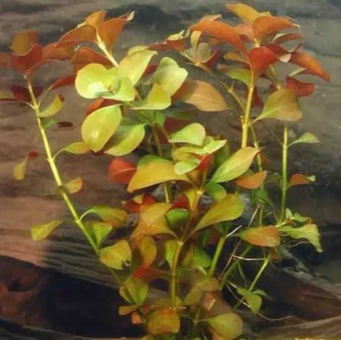 Людвигия овалис. Аквариумные растения