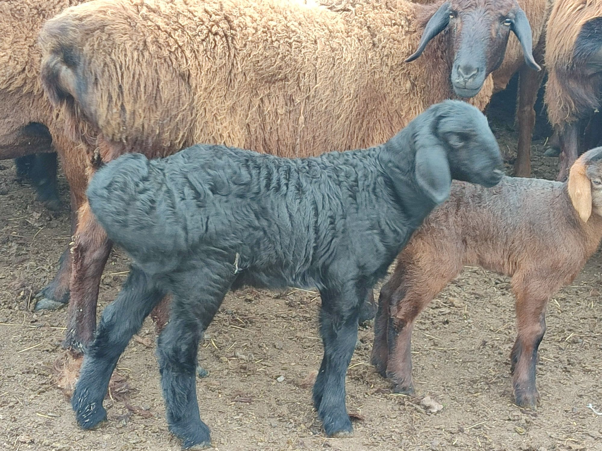 Курдючьные бараны