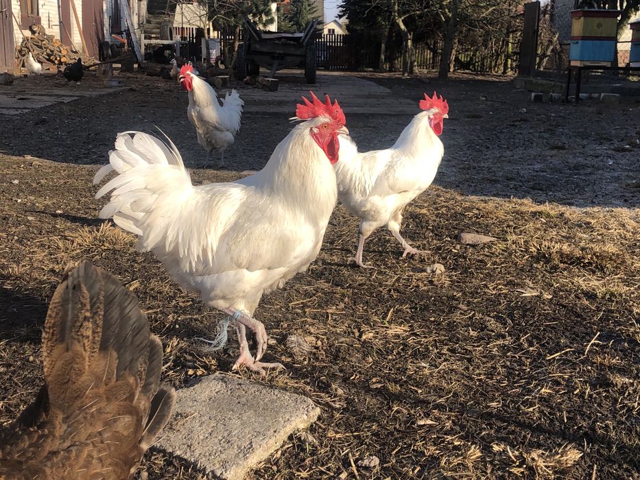 Kogut de bresse Cegłów