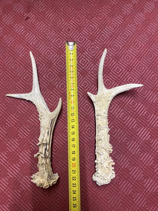 Poroże jelenia, stan idealny