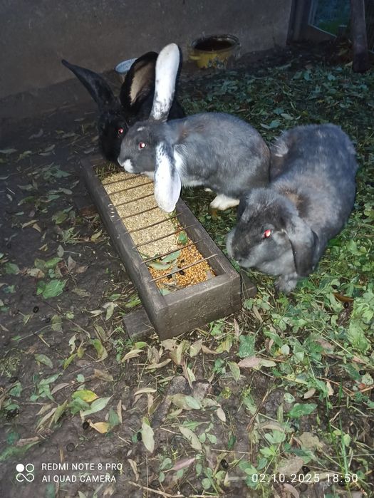 Продам кролів!!!