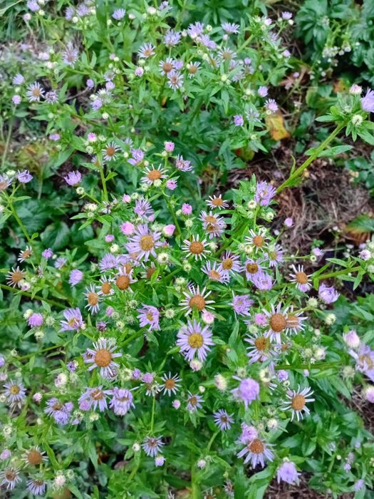 м. Деміївська. Здаються дві кімнати в приватному будинку