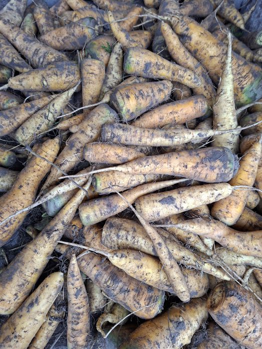 Marchew pastewna lobo