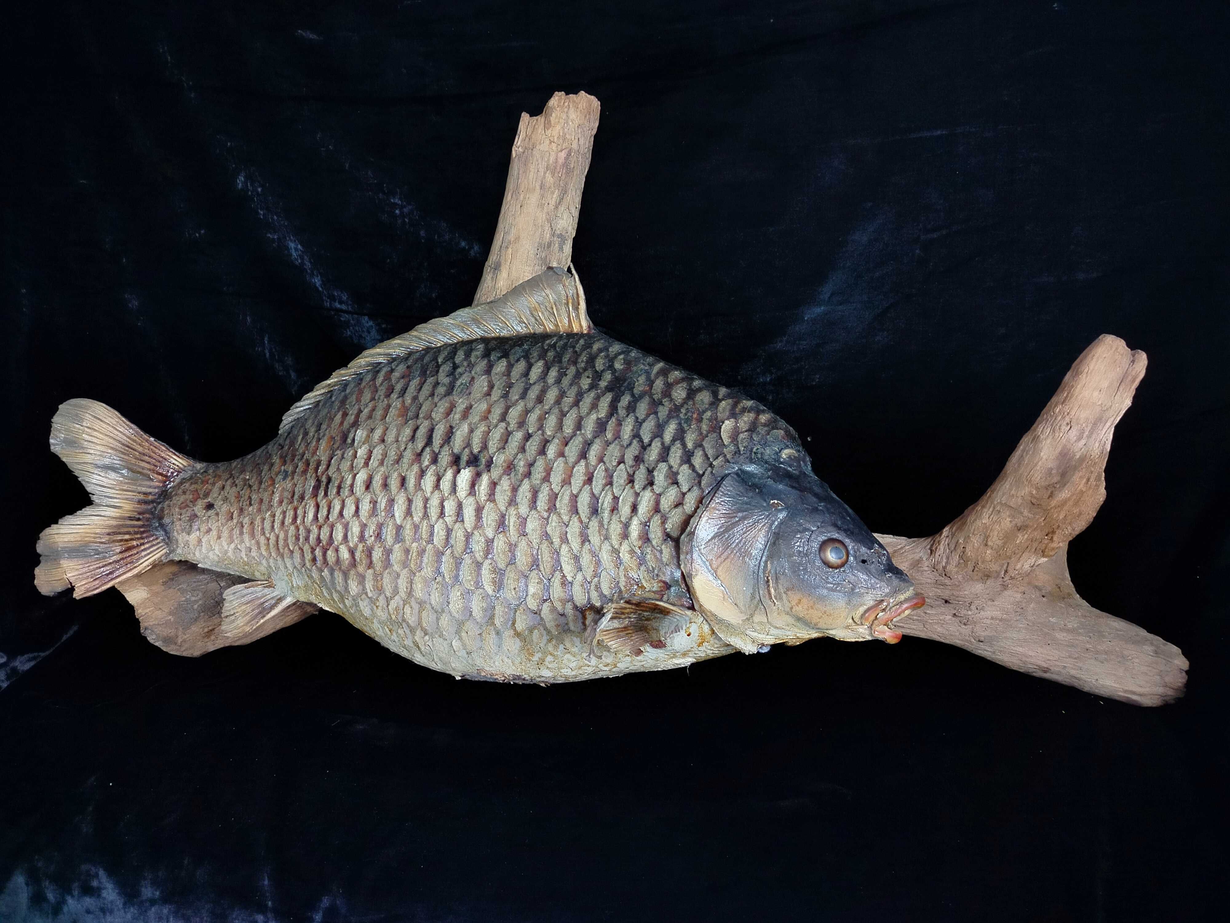 Wielki spreparowany Karp dekoracja na łowisko potwór DR1090