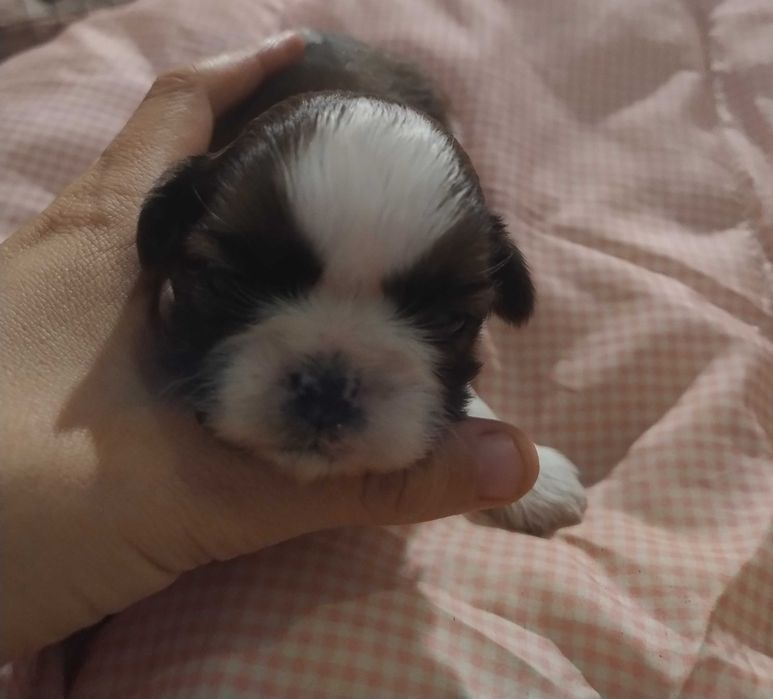 Shih tzu suczka wnuczka zwycięzcy świata FCI