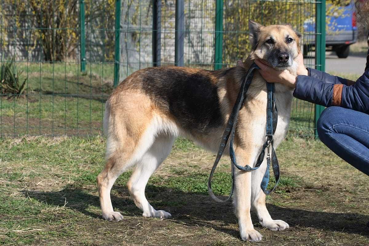 łagodna, przyjazna Sara czeka na dom