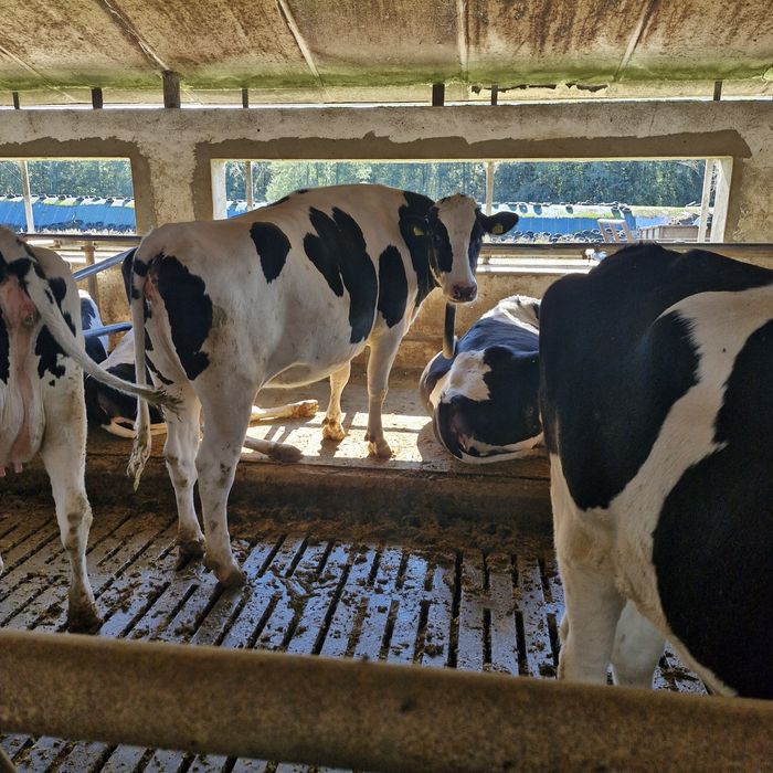 Jałówki hodowlane wysokocielne