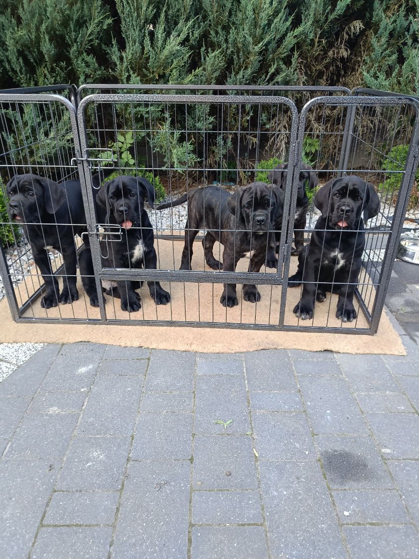 Cane Corso piesek