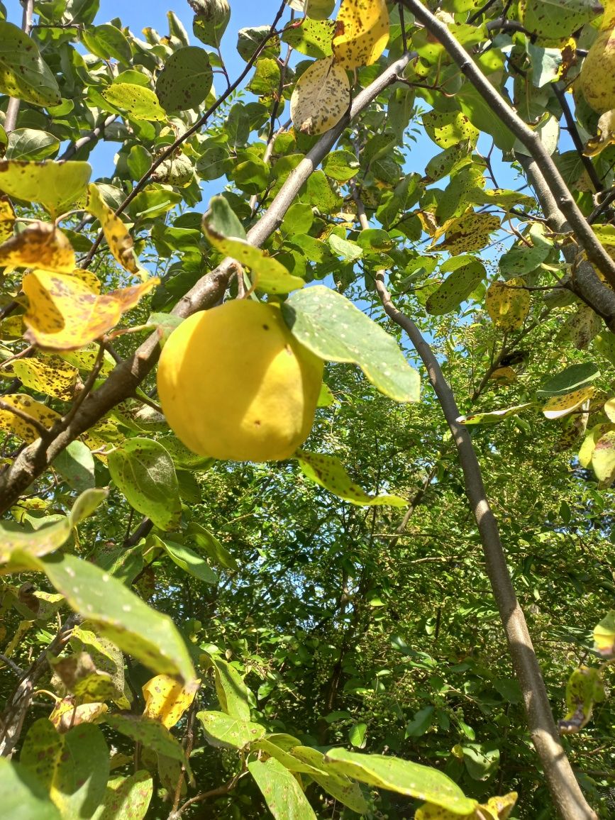 Marmelos sem tratamentos