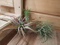 Zestaw Tillandsia brachucaulos abdita, araujei i rectifolia krzak