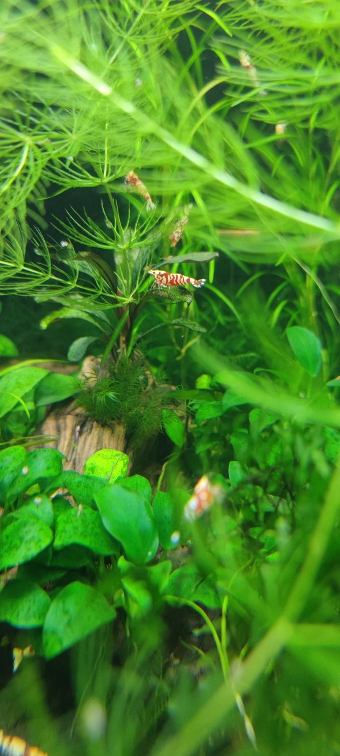 Krewetki Caridina Red Fancy Tiger