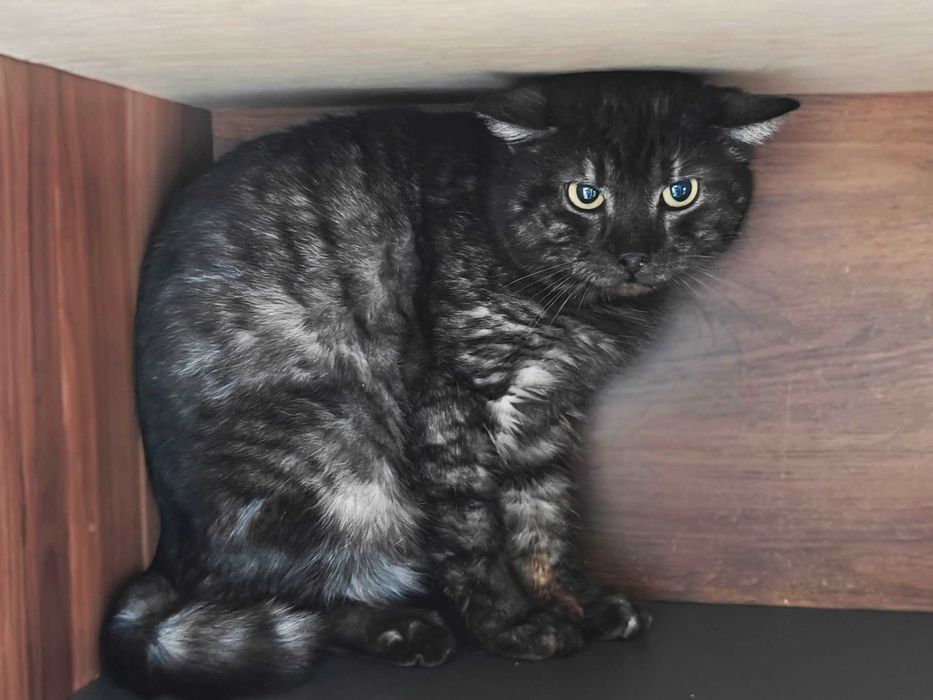 Молоденький котик Мур, 1,5 року, стерилізований чекає на нову родину