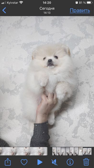 Померанский шпиц