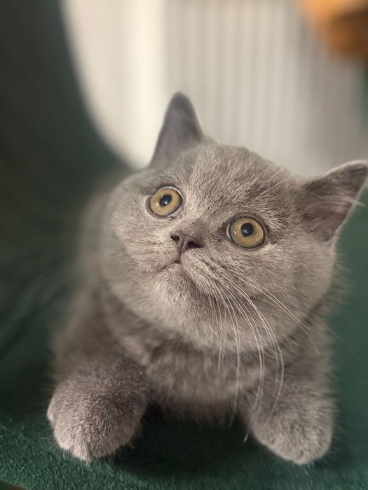 Prześliczne kocurki brytyjskie krótkowłose FPL