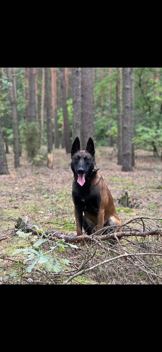 Szczeniaki owczarek belgijski