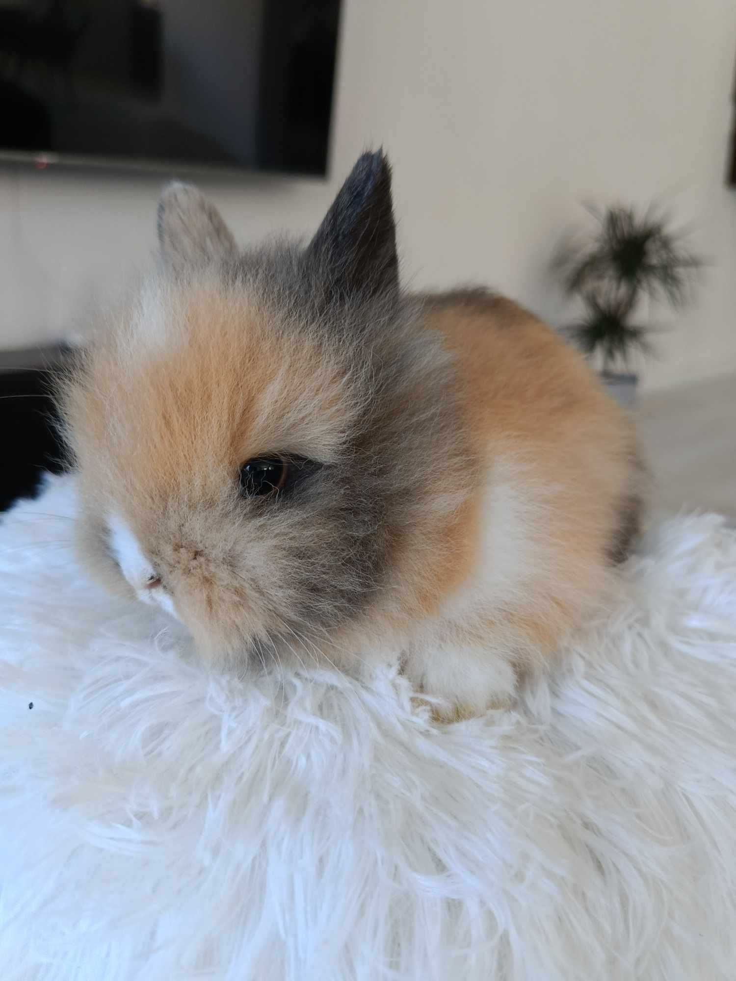 Mini lop karzełek Teddy hodowla zarejestrowana