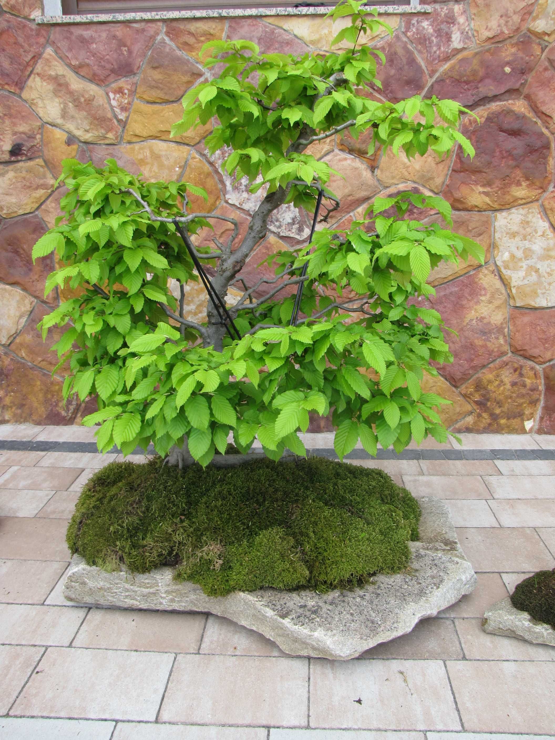 Drzewko ozdobne Bonsai