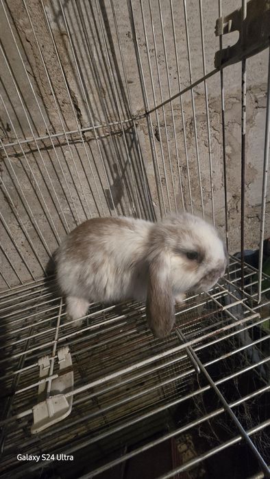 Baran francuski młode