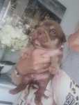 American bully chocolate tricolor