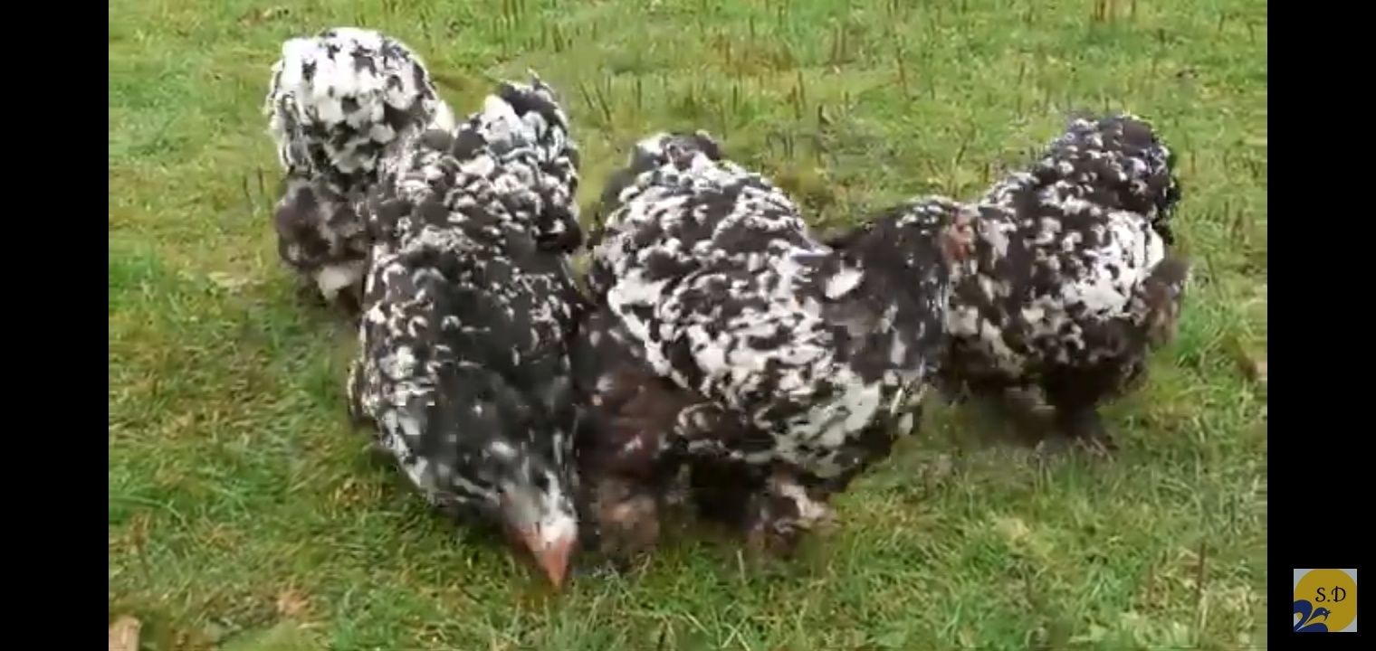 Інкубаційні яйця кури Кохінхін мраморний