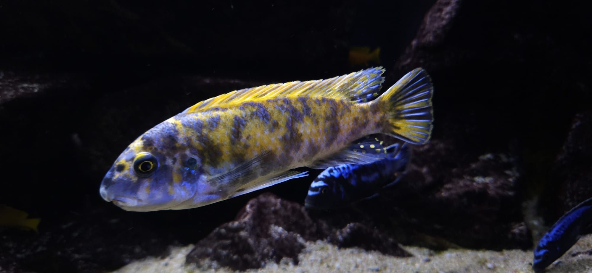 Labeotropheus trewavasae Border MC / OB