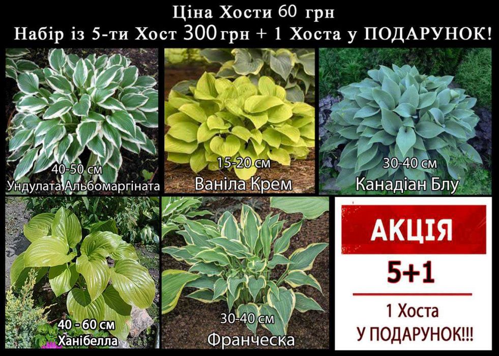 РОЗПРОДАЖ!!! Хоста 35 сортів
