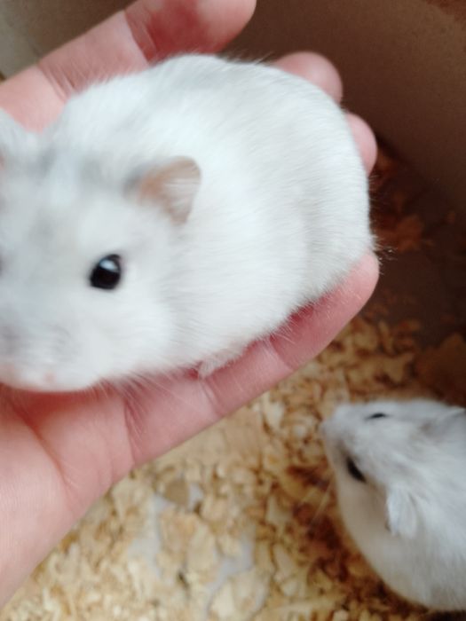 Джунгарские хомячки