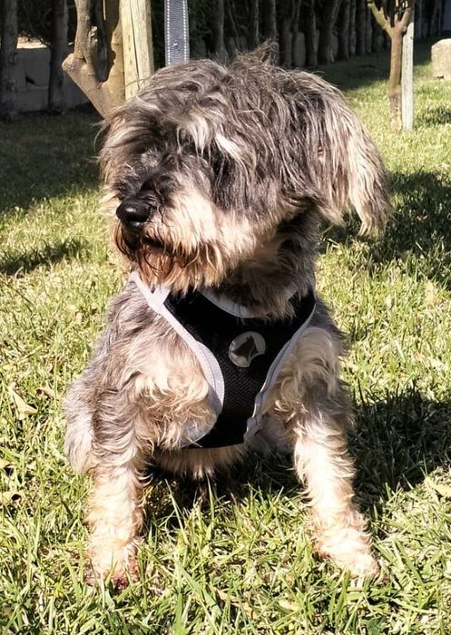 Sal- cão de porte pequeno para adoção