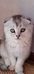 Macho scottish fold