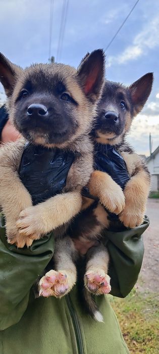 Акітята  ! Продам