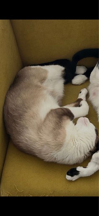 Gatinha Snowshoe para Adoção