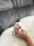 Chihuahua dlugowlosa MINI dziewczynka zkwp/fci