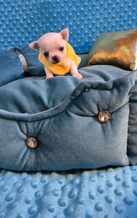 Perełka- malutki biały chłopczyk Chihuahua krótkowłosy