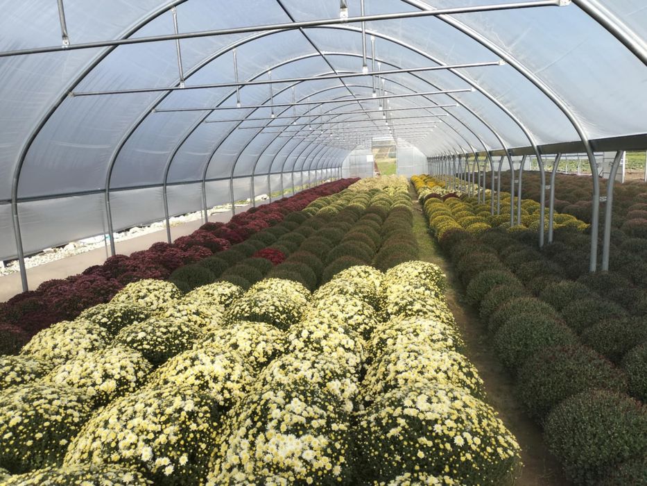 Chryzantemy Drobnokwiatowe Hurt