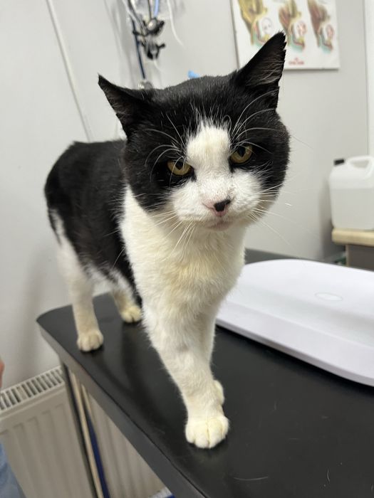 Cudowny kocurek do adopcji