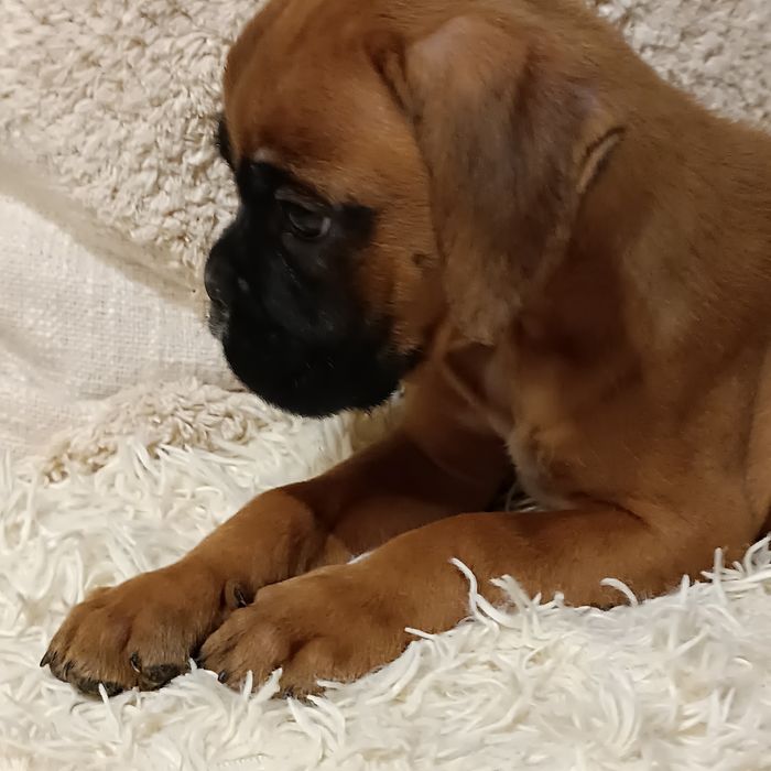 Bokser suczka szczeniak