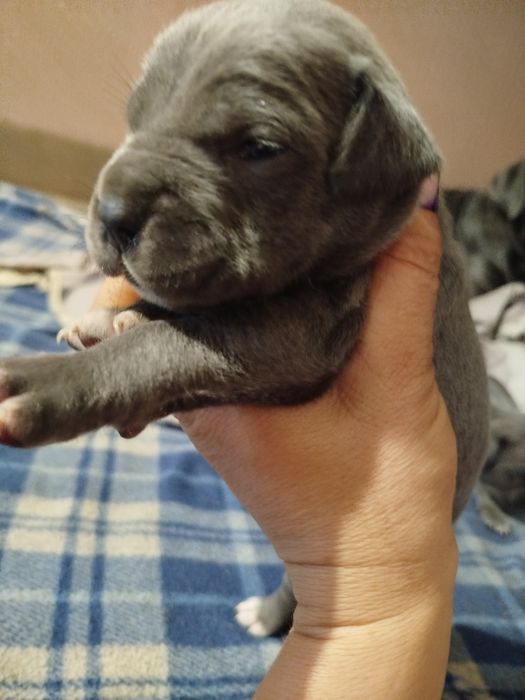 Бронювання Кане корсо