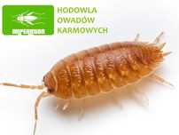 Prosionki - ekipa sprzątająca do terrarium