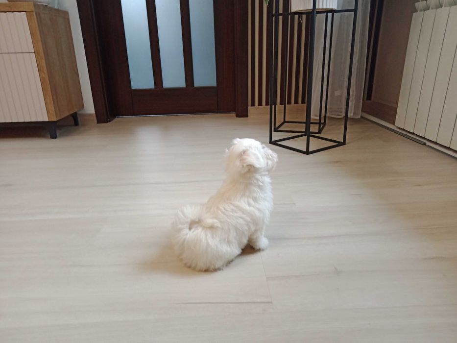 Maltańczyk piękny piesek