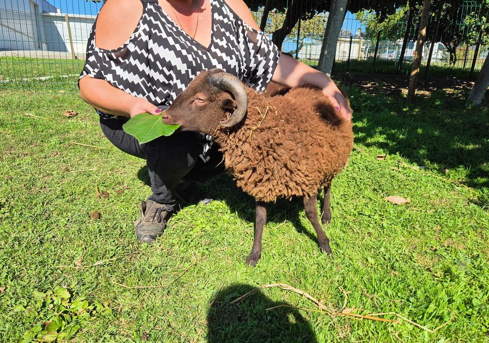 Borrego Micro-Anão Dócil