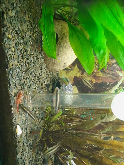 Barwniaki czerwono brzuche