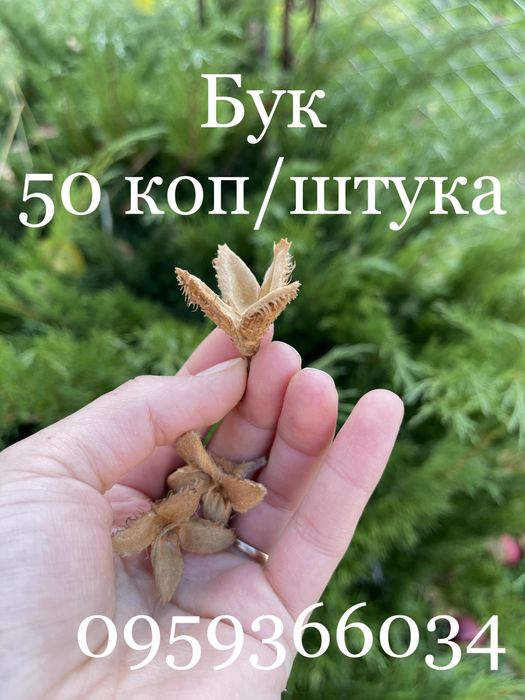 Для декора декору природній матеріал для поделок шишки жолуди рокитник